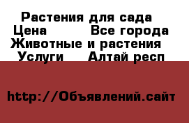 Растения для сада › Цена ­ 200 - Все города Животные и растения » Услуги   . Алтай респ.